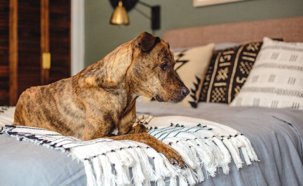 Dog on blanket at the foot of bed with Shoal Creek Headboard