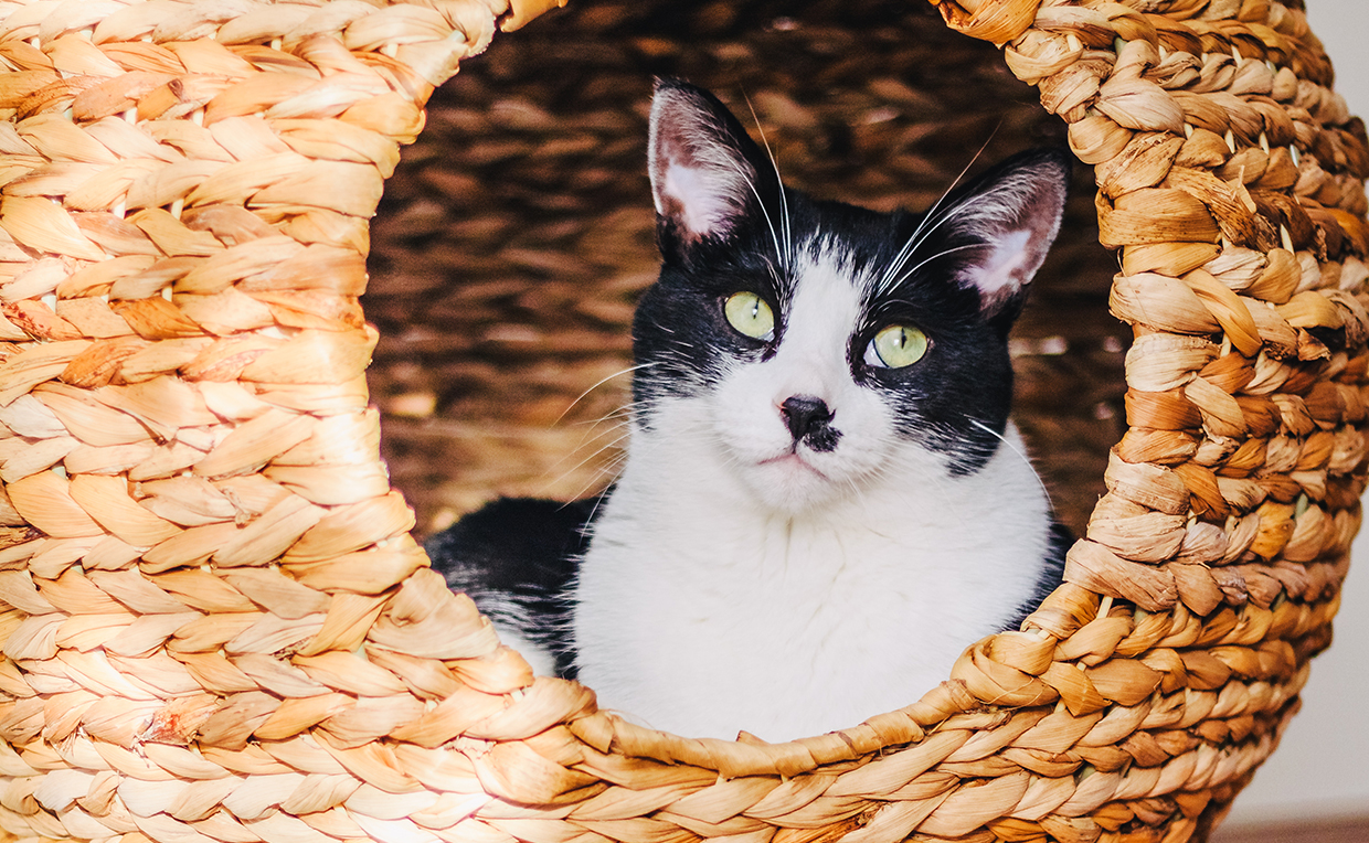 Sauder traditional cat tower sale