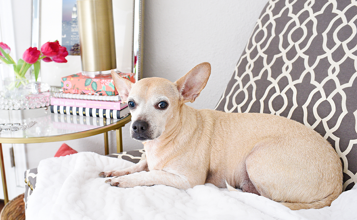 upholstered chair as a pet bed in the bedroom