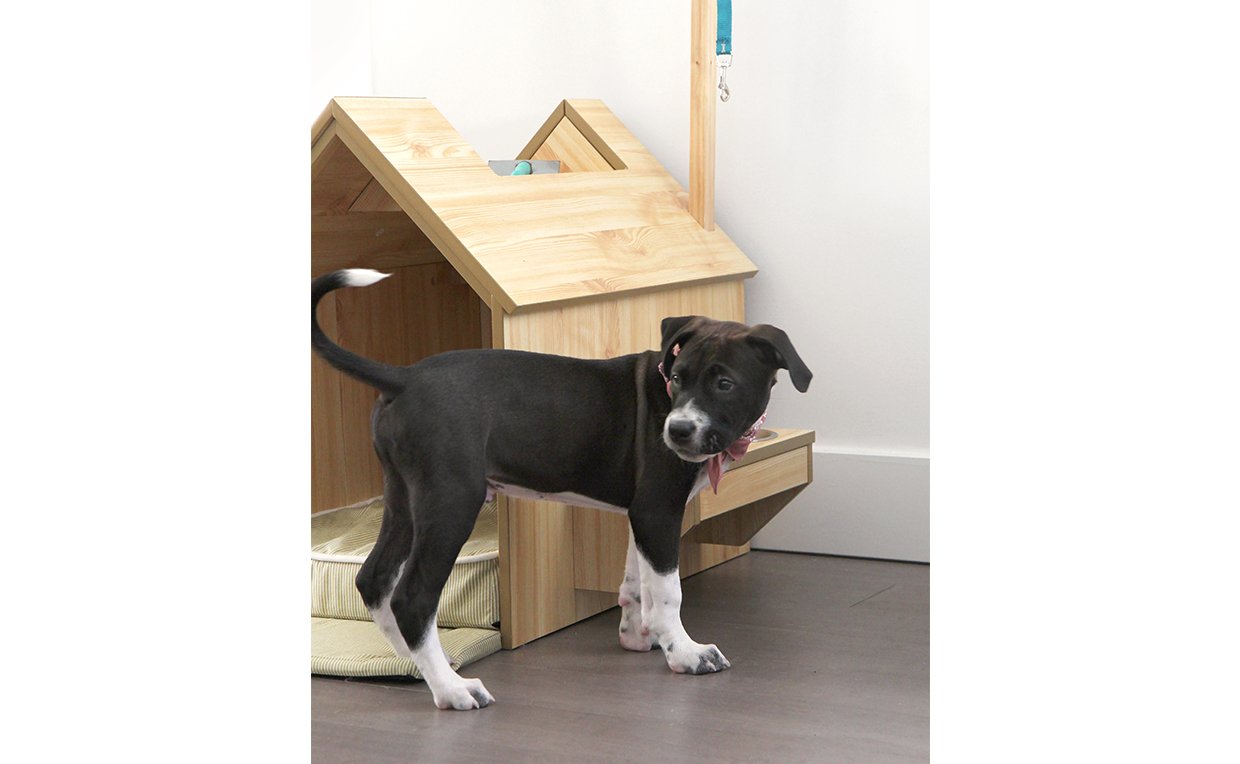 Inside dog house, dog bed, puppy, pet furniture