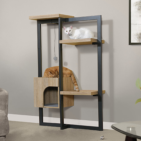cat bookcase climber